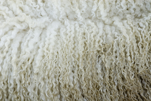 Tradición y sustentabilidad: la esquila en la industria textil